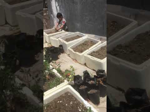 حصاد البصل بعد تمام النضج