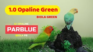 Ternak Lovebird - 1.0 Biola Green X Biola Parblue Biola Pb