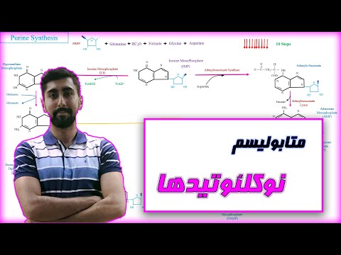 تصویری: مراحل سنتز RNA چیست؟