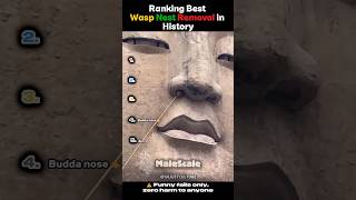 Ranking Best Wasp Nest Removal in History