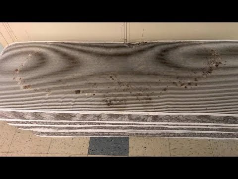 Canadian Sailors Slept On These Mouldy Mattresses