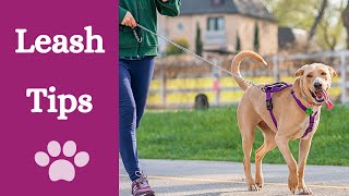 How to hold your dog's leash [balance and control guaranteed]