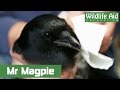 Magpie bites the hand of Simon Cowell!