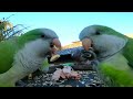 AVES MAÑANA HELADA: DESAYUNO CALORICO