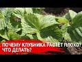 Почему клубника растёт плохо? Что делать?