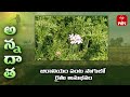 Profitable Geranium cultivation for aromatic oils by Zaheerabad farmer | ETV