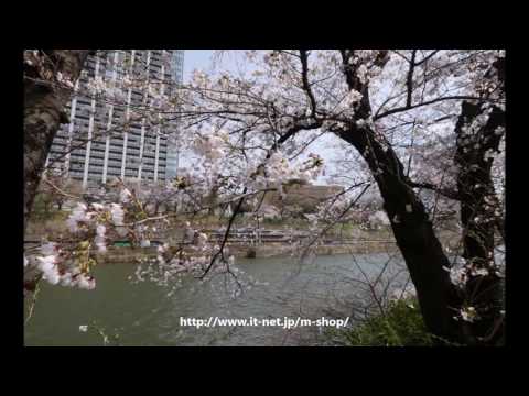 外堀通りの桜　2017年4月6日（平成29年）1/3