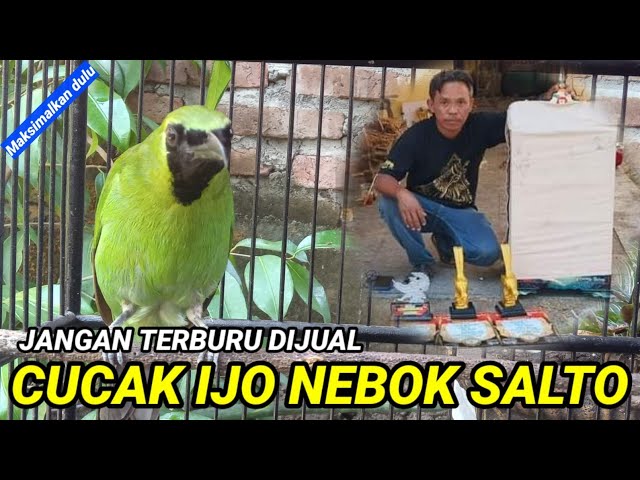 Ijo tingkah nebok salto jangan buru-buru dijual dulu ll Mengatasi cucak ijo sering nebok salto class=