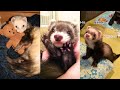 ULTIMATE Ferret TikTok Compilation 2022 pt 13