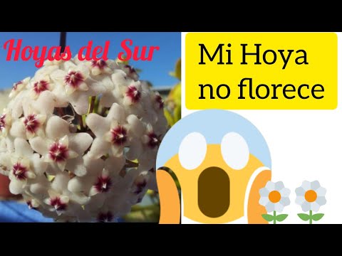 Video: Mi planta de cera no florece - Razones por las que una hoya no florece