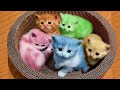 8 ऐसी अनदेखी बिल्लियाँ  जिन्हें आपने पहले कभी नही देखा  || 8 Most Amazing & Rare Cat Breeds