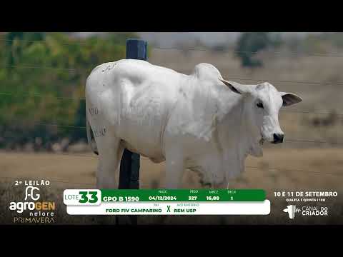 LOTE 33