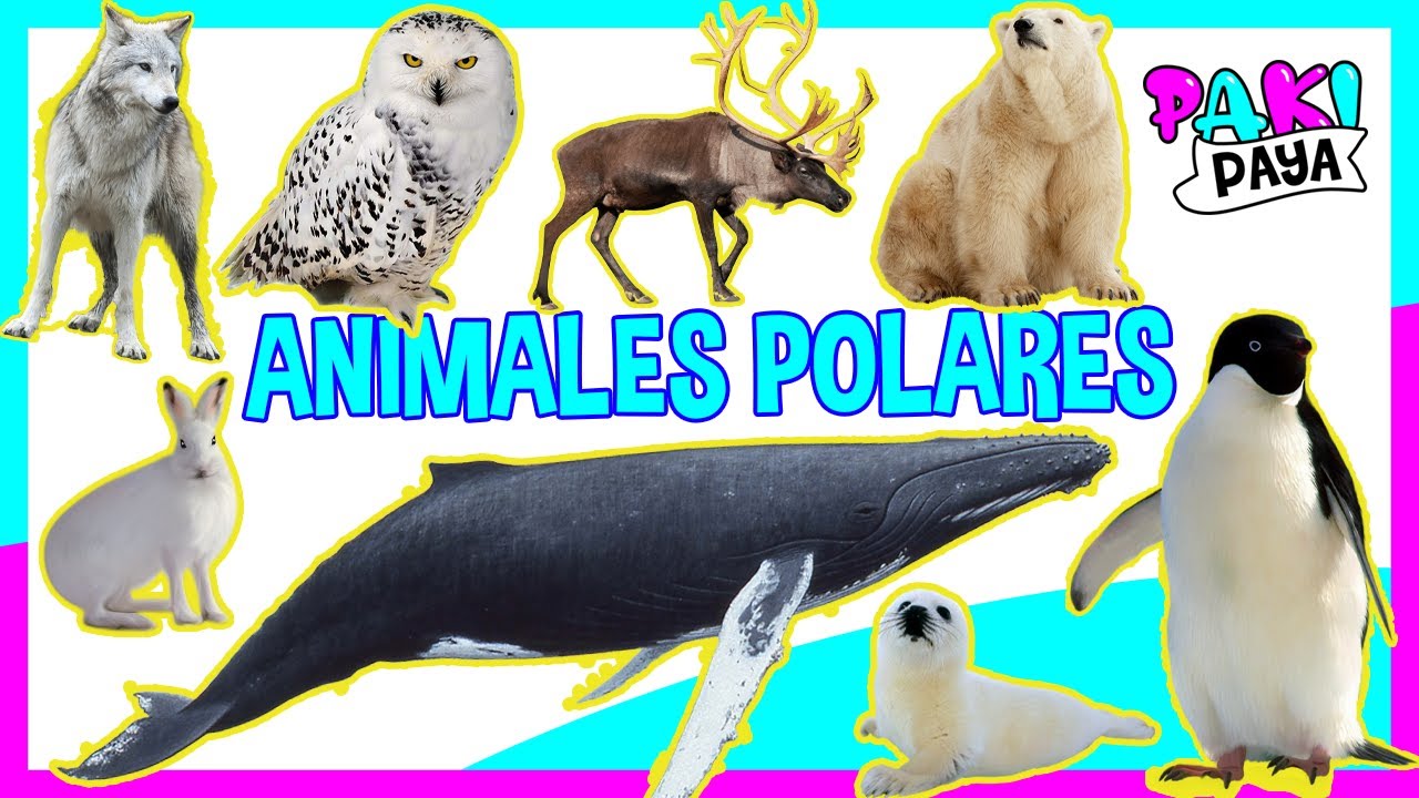 LOS ANIMALES POLARES! - ANIMALES DEL ÁRTICO - POLAR ANIMALS 🐧🐋/ Video  educativo / ホッキョクグマ 
