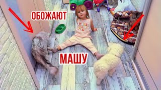 влог: ВОТ ЗА ЧТО КОТЫ ОБОЖАЮТ МАРУСЮ! ЩЕНОК ИГРАЕТ В МЯЧ