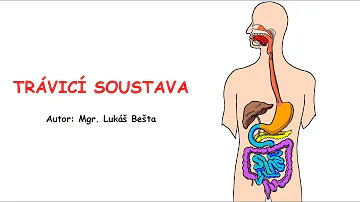 Co jsou jaterní funkce organismu?