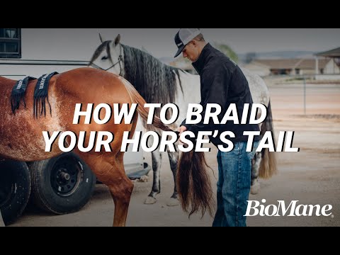 How To Properly Braid Your Horse&rsquo;s Tail