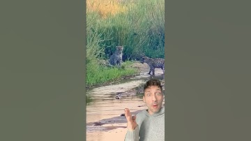 The Honey Badger is built different