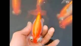 Celestial Eyed Goldfish Fast Facts by Dog Planet 8,552 views 8 years ago 1 minute, 29 seconds