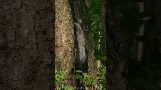 Cute baby owl hiding | Film Studio Aves