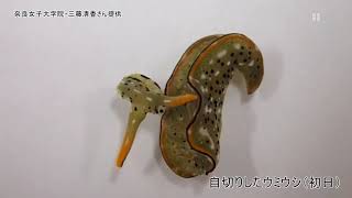 ウミウシの自切と再生システムを奈良女子大生が発見