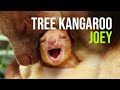 ZooBorns: Australia! Episode 3 - Baby Tree Kangaroo