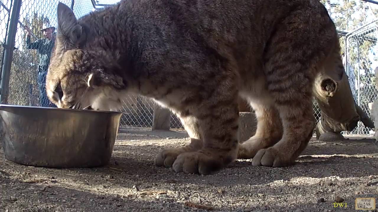 Animal Ark seasonal opener
