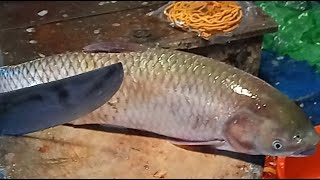 Saddam All Fish Cutting Skills Big Snapper Fish Cutting Skills In Fish Market