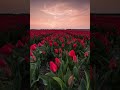الشيخ رابح قلواش صلاة العشاء من سورة يوسف الشيخ رابح قلواش صلاة العشاء من سورة يوسف