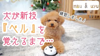 【犬芸】ベルを鳴らせるまでどのくらいかかる？【チーン♪】