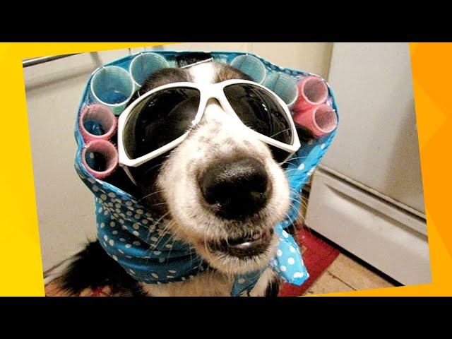 Top 8 vídeos de cachorros engraçados nno