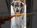 犬三匹のおやつの食べ方