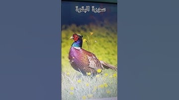 التلاوة المطلوبة سورة البقرة #المصحف #الله #اكسبلور #nature #quran #لايك #ترند #foryou #القران_الكري