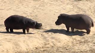 Hippo Fighting