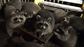 Oct 12- Thursday Night With The Raccoons