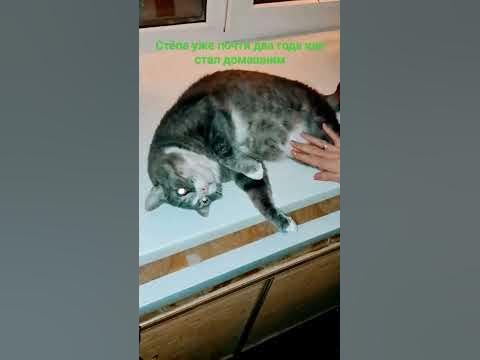 Бывший бездомный кот любит маму-хозяйку. Два года дома. #ласковыйкот # ...