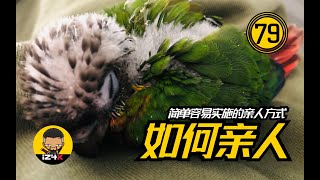 如何亲人【#79】手养鹦鹉【问答】最简单最容易实施的亲人方式~ | 鹦鹉饲养 |  鹦鹉训练 |