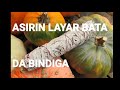 ASIRIN LAYAR BATA DA BINDIGA MUJARRABI NE