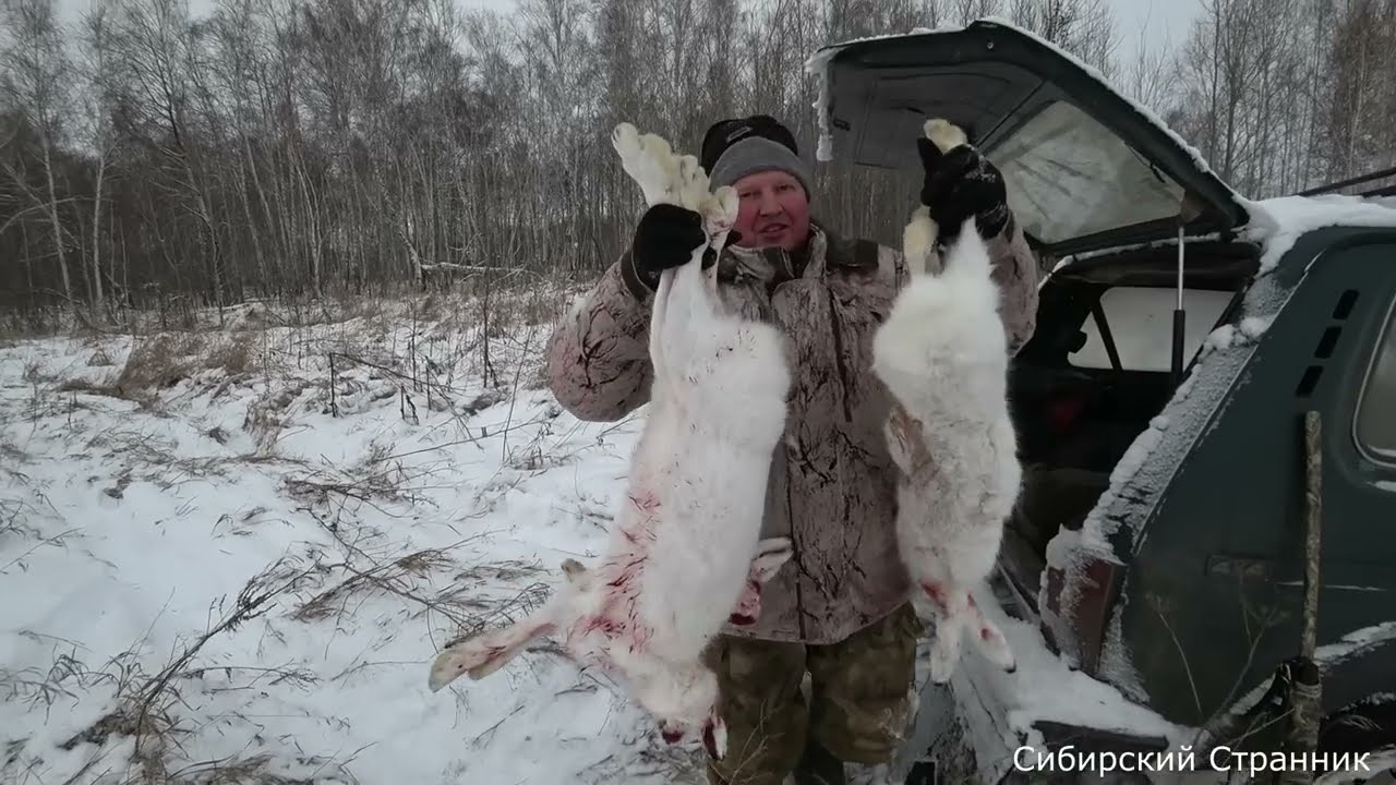 Такой охоты у меня еще не было или как сибиряки на зайца ходили.