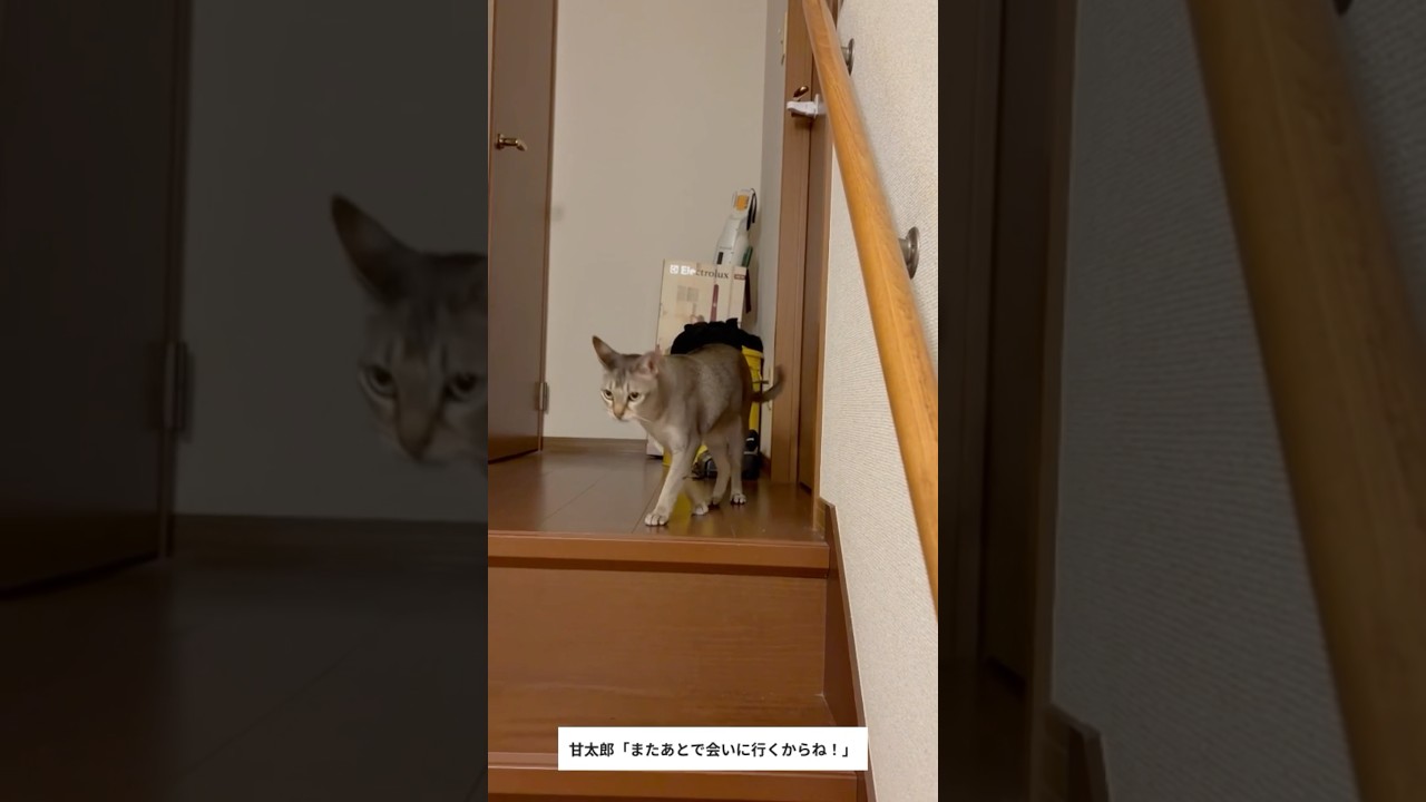 Chatty Amataro the Singapura cat - YouTube