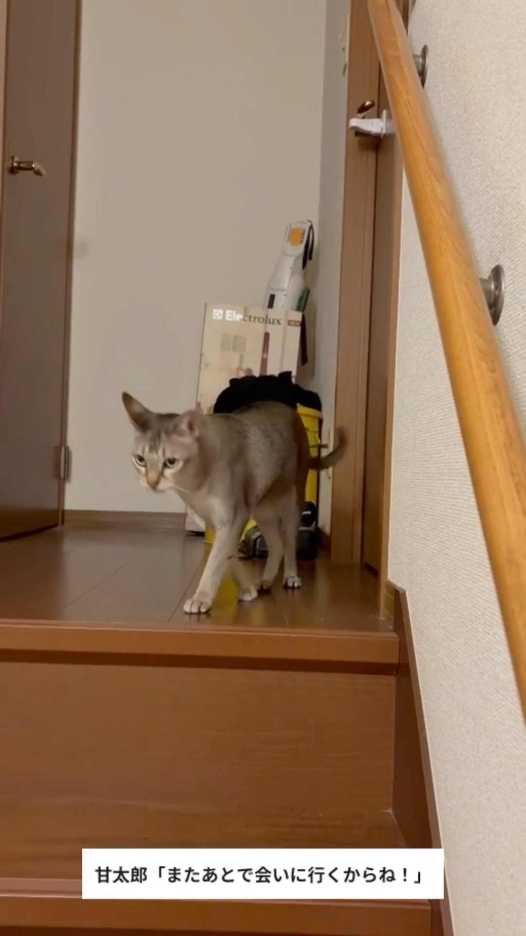 Chatty Amataro the Singapura cat - YouTube