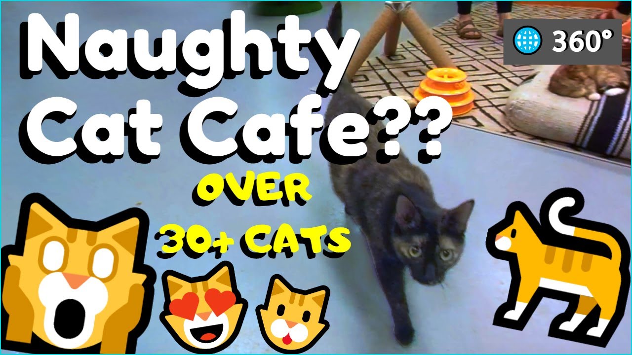  Naughty  Cat  Cafe  5K 360  VR YouTube