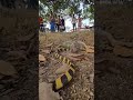 Banded Krait Vs Spectacled Cobra рџђЌрџђЌрџђЌ Snake Cobrateaser Cobratrailer Cobrasnake Cobra Bandedkr Banded Krait Vs Spectacled Cobra рџђЌрџђЌрџђЌ Snake Cobrateaser Cobratrailer Cobrasnake Cobra Bandedkr