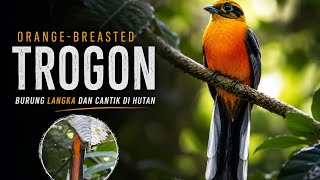 The Elusive Orange-breasted Trogon