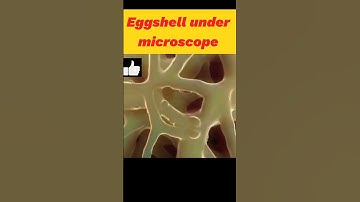 🥚Eggshell under microscope 🔬😃 ...