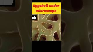 Celebrity 🥚Eggshell under microscope 🔬😃 ... Profile