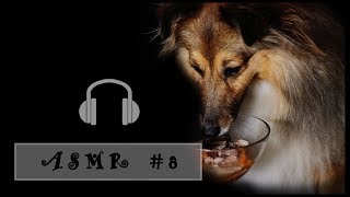 ASMR #8 Dog Eating Beef and Sweetpotato (Shetland Sheepdog) Sheltie