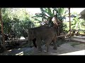 Едем смотреть на слонёнка.  We are going to watch and feed the baby elephant. Thailand. Phuket