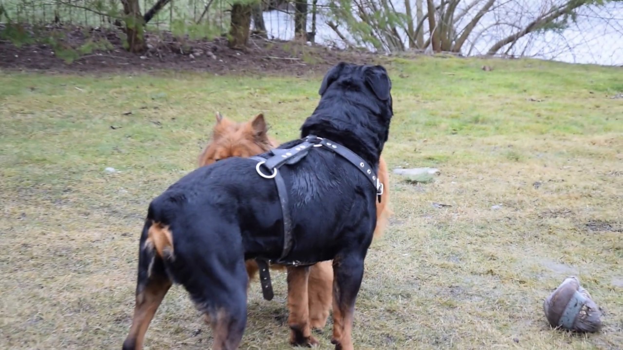 chow chow rottweiler mix puppies