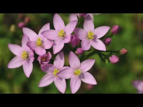 Video: Common Centaury Flower - Was ist eine Centaury-Pflanze und wachsende Informationen