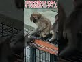 【爆笑】猿山のちびっ子ギャング結成？！🐒3匹の子猿を従えて楽しそうに遊ぶお兄ちゃんパンチくん🤣 #パンチくん#shorts #市川市動植物園 #zoo